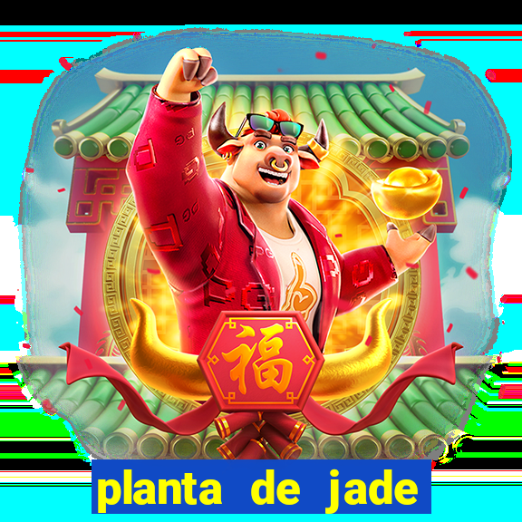 planta de jade significado espiritual